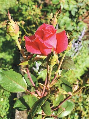 Blossom from Ralph Cummins rose garden.